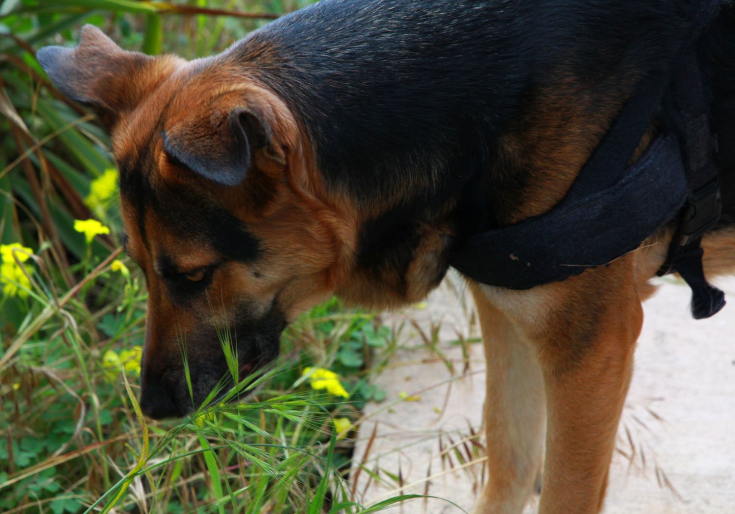 Crime Scene Dogs