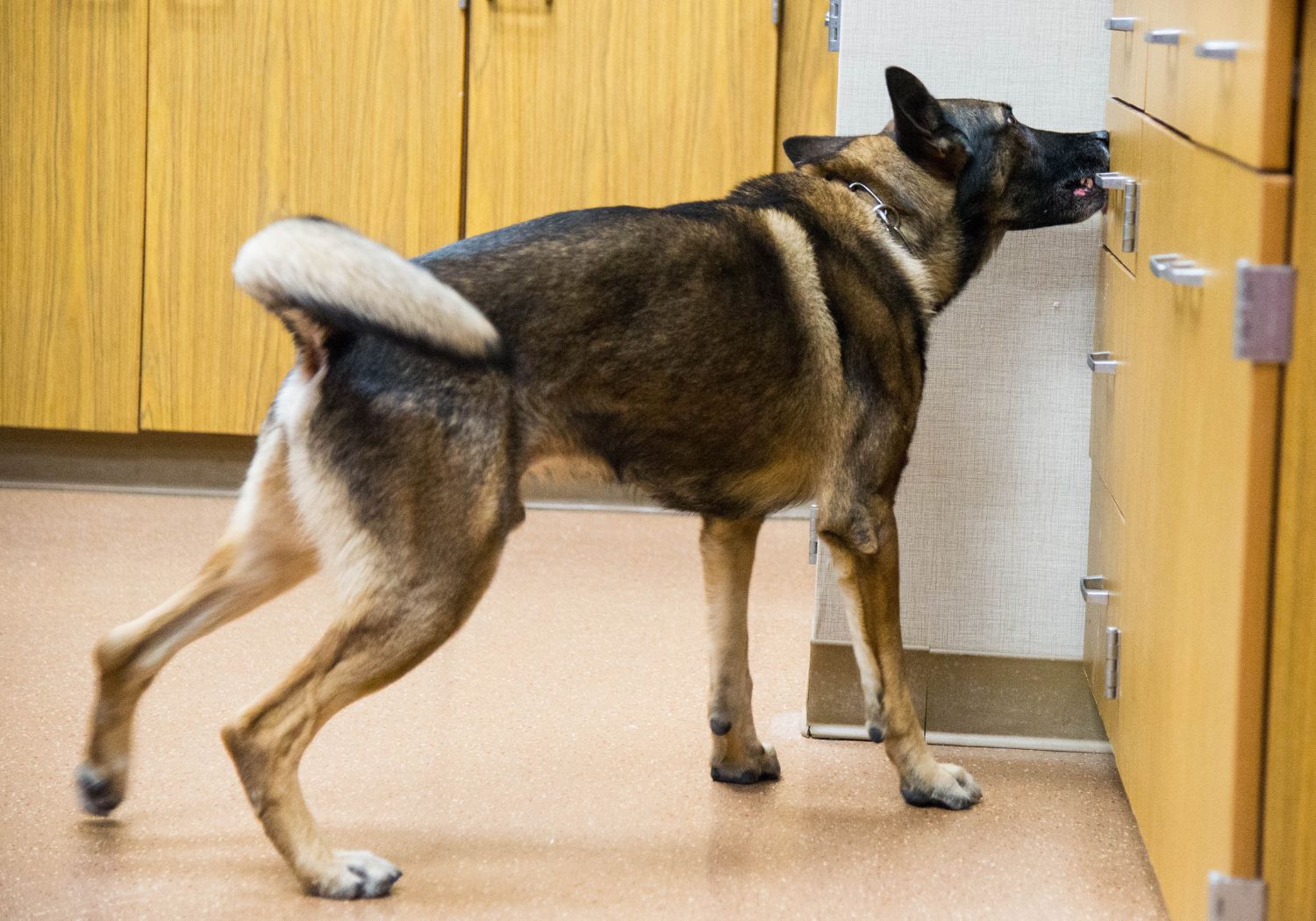 Explosive and Drug Detection Dog