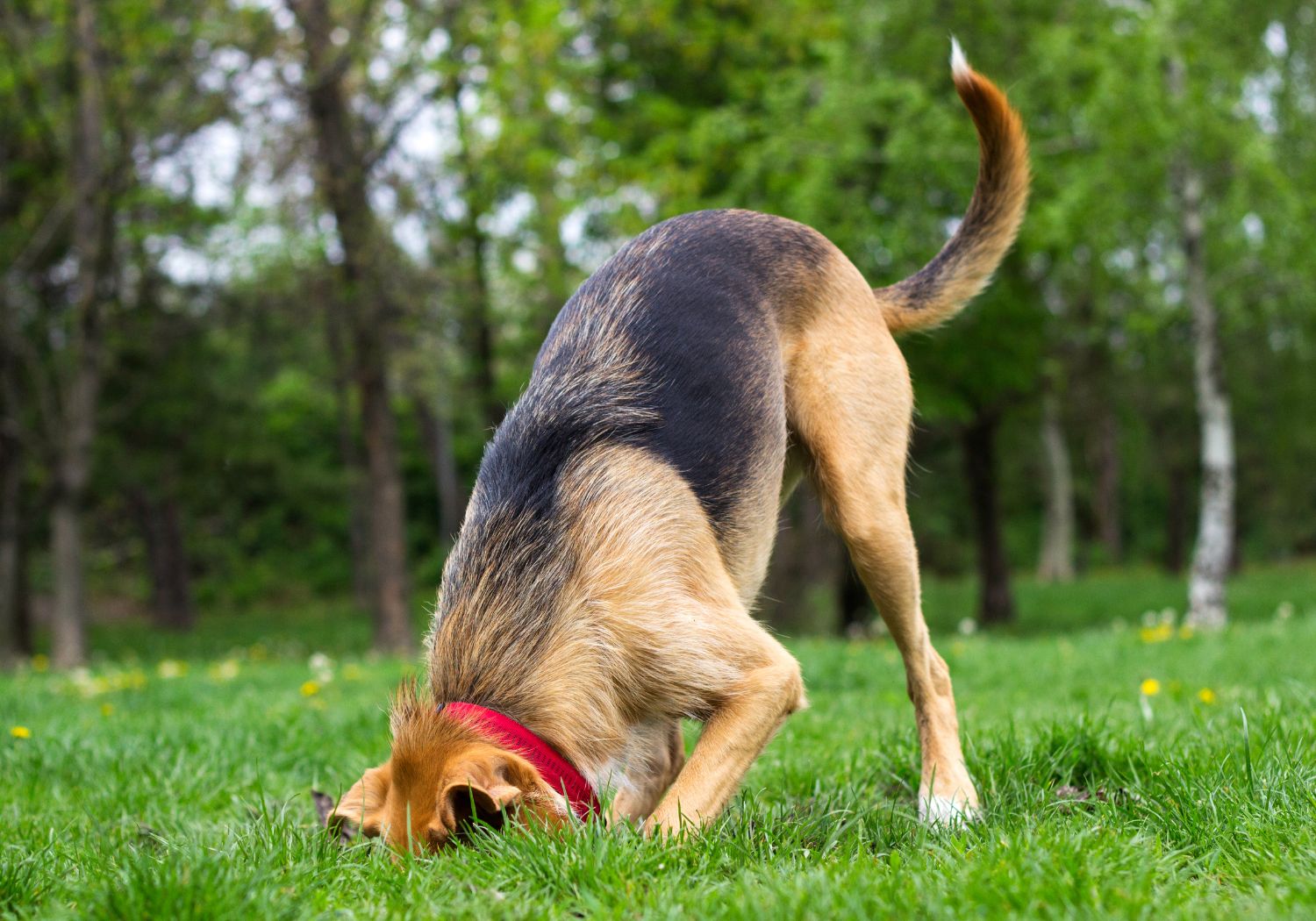Threat Detection Dogs