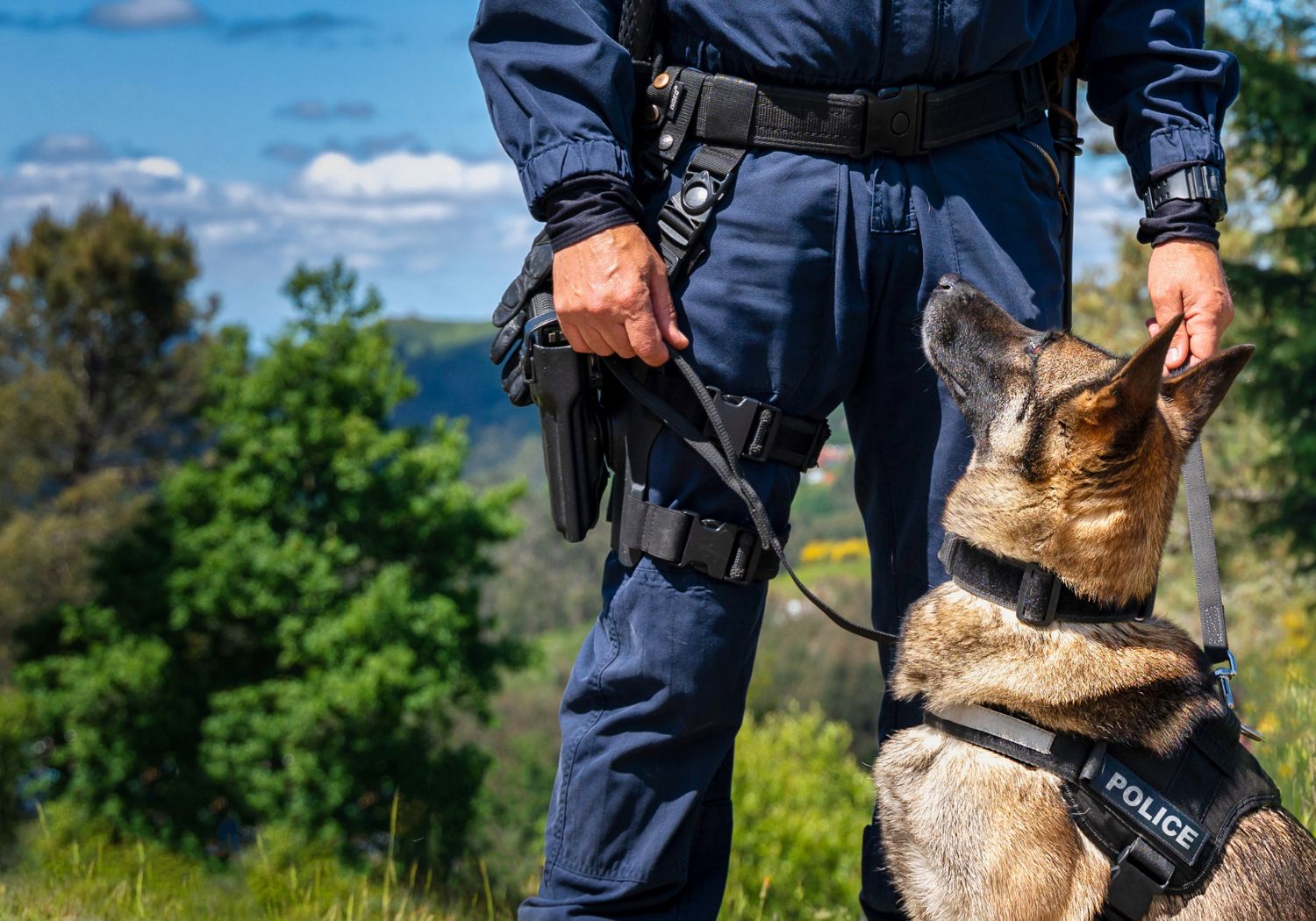 Tracking Dogs
