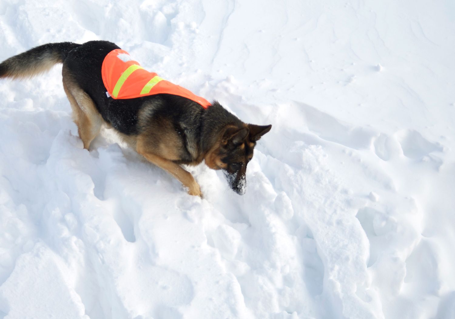Missing Person Dogs